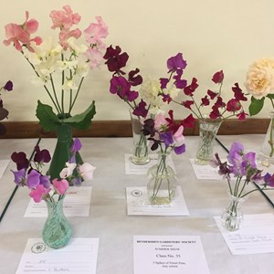 BETHERSDEN GARDENER'S SOCIETY Photo Gallery