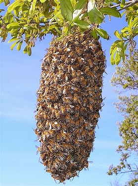 Honey Bee Swarm