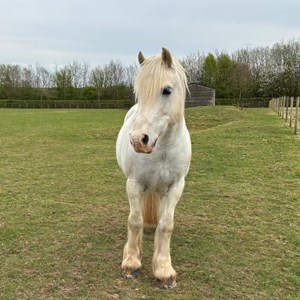 Louth & District Lions Lincolnshire Wolds RDA