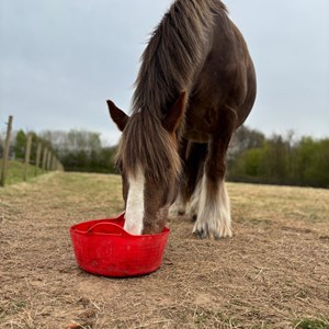 Louth & District Lions Lincolnshire Wolds RDA