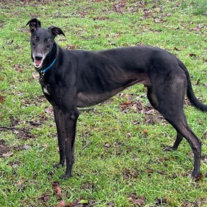 Greyhound Trust Shropshire & Borders Puma