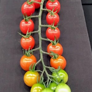 Mannings Heath & District Horticultural Society Summer Show 2025