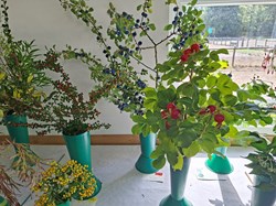 Bucklebury and Marlston Horticultural Society Autumn Show Report 2026