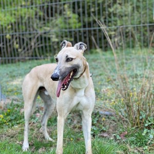 Greyhound Trust Shropshire & Borders Lewy - with our South West Wales Branch
