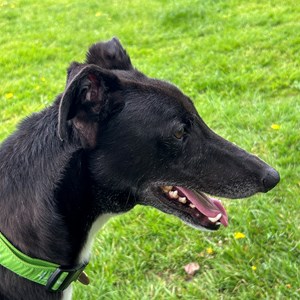 Greyhound Trust Shropshire & Borders Bentley