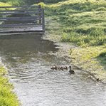 Duck and ducklings on River Swift