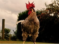 Beaumont Parish Council Wildlife