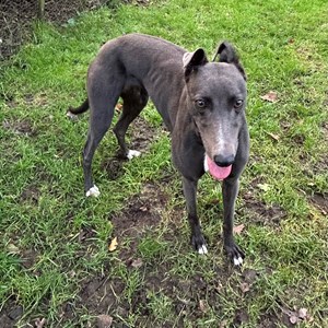Greyhound Trust Shropshire & Borders Scally