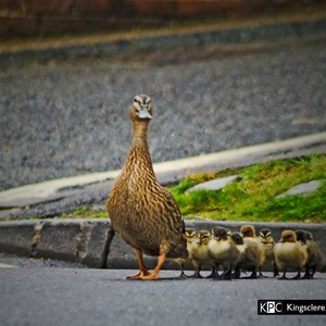 Gallery, Kingsclere Neighbourhood Plan