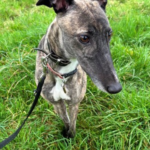 Greyhound Trust Shropshire & Borders Lady - RESERVED.