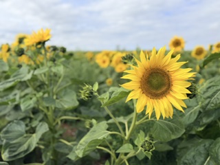 Sunflowers!