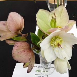 Mannings Heath & District Horticultural Society Photo Gallery