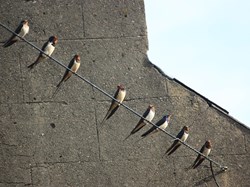 Photo by Helen McCormack