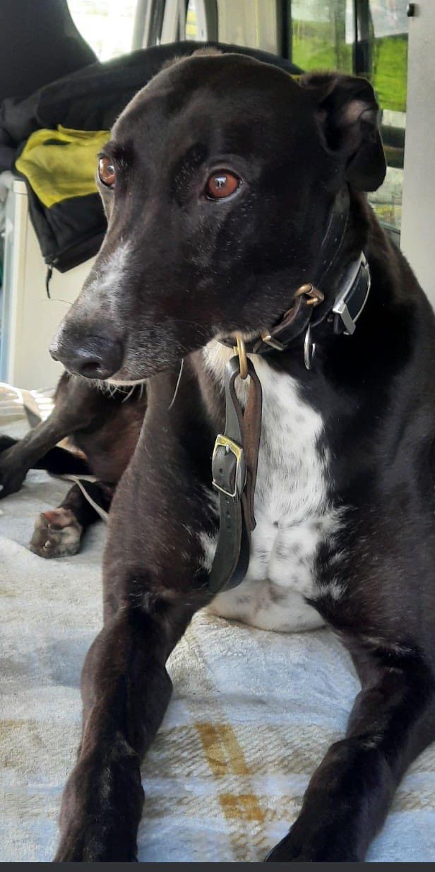 Greyhound Trust Shropshire & Borders Norman