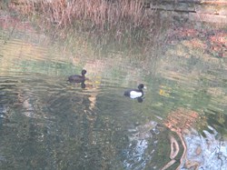 Male and Female Tufted Ducks on the pond