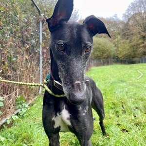 Zoe -visit her page for more information.