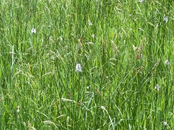 Bucklebury History Group The Dell - Carbinswood Lane