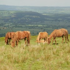 Horses on the Brown Clee