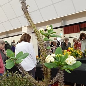 Mannings Heath & District Horticultural Society Photo Gallery