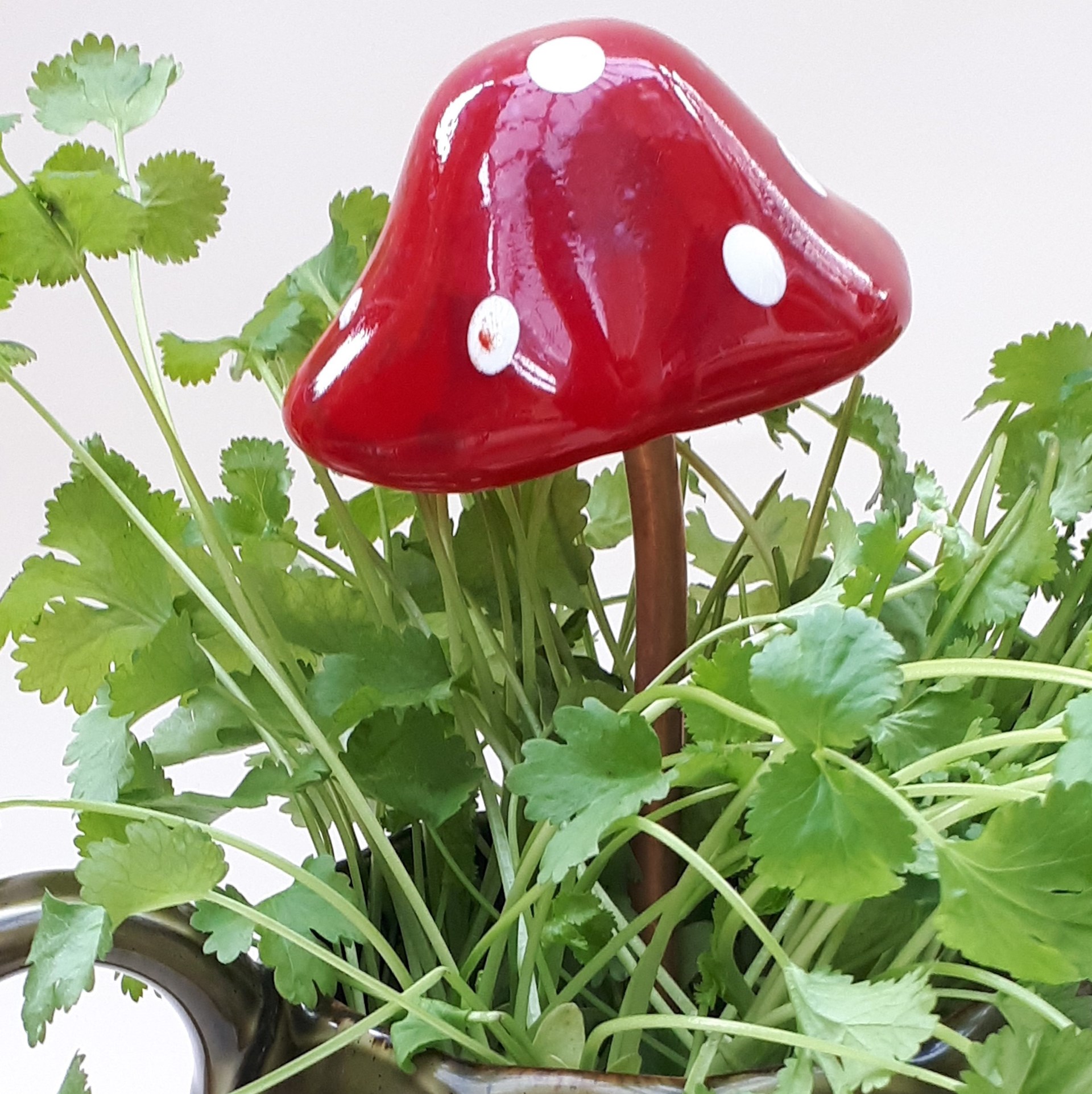 Mushroom in a jug
