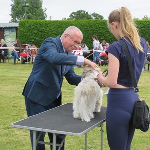 Whixall Social Centre Whixall Companion Dog Show 2022 Report