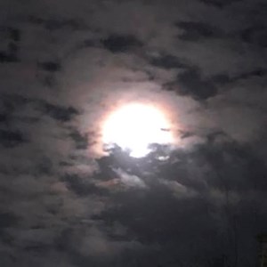 Wolf Moon - Ann Ricou