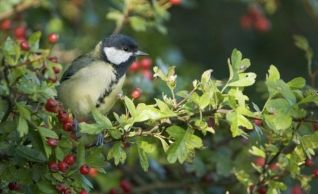 Nature Watch Group DEFRA Hedgerow Consultation
