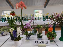 Bucklebury and Marlston Horticultural Society Spring Show Report 2026