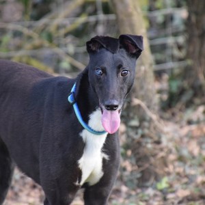 Greyhound Trust Shropshire & Borders Fizz and Chardonnay