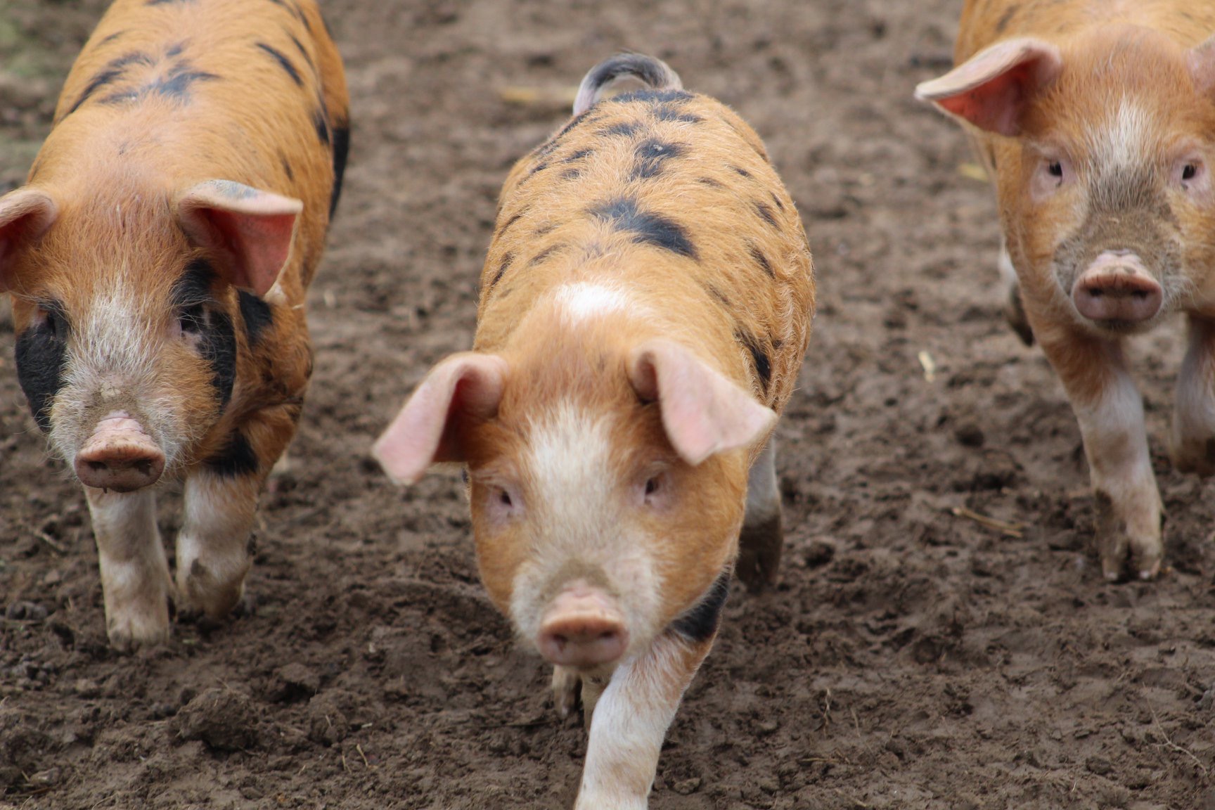 Some of the free-range pigs reared at Oaktrack Smallholding
