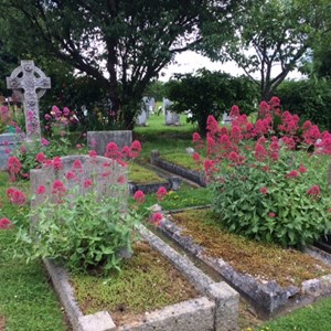 Graves in old section with pink flowers growing on plots