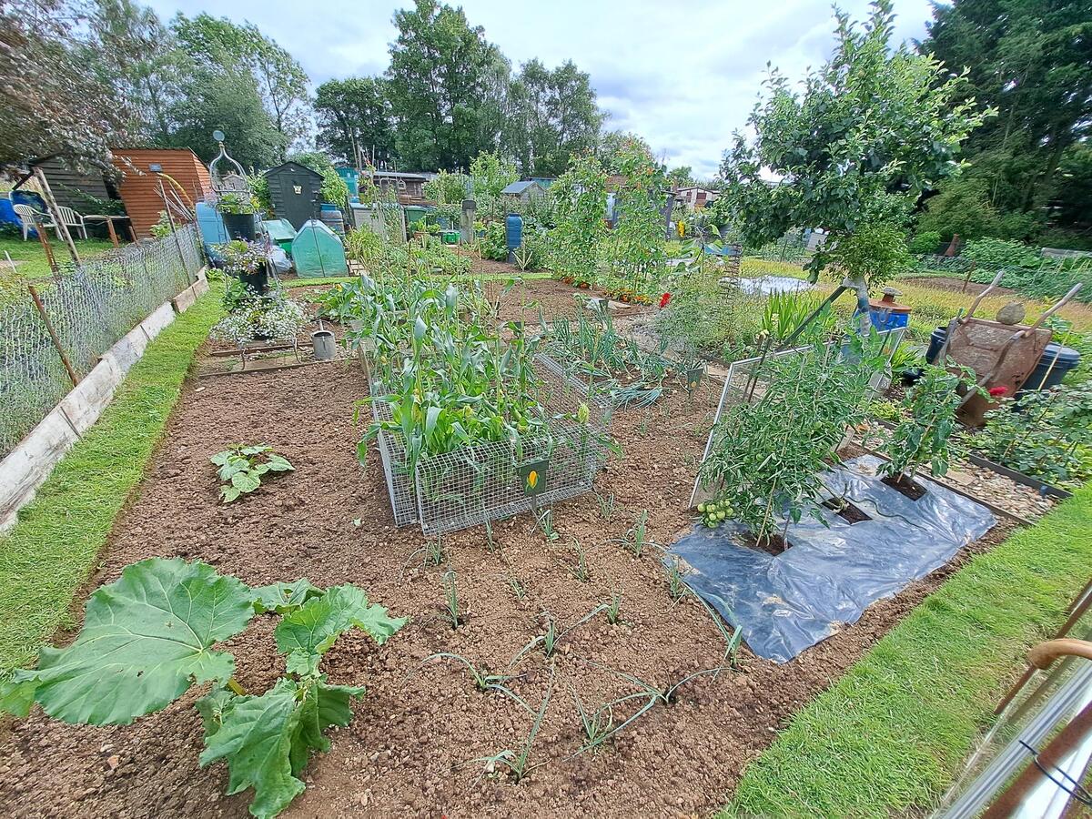 2nd place Oakley's Best Allotment