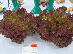 Bucklebury and Marlston Horticultural Society Summer Show 2026