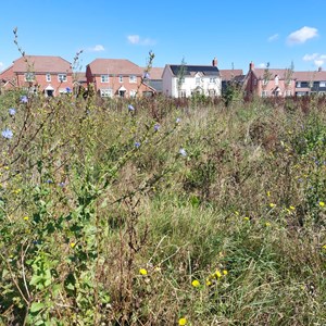 BMAT Langley Park country park