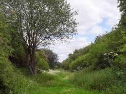 BISHOP MONKTON TODAY Railway Cutting Walk