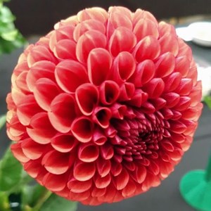 Mannings Heath & District Horticultural Society Summer Show 2025