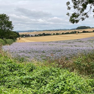 Borage field for Bees