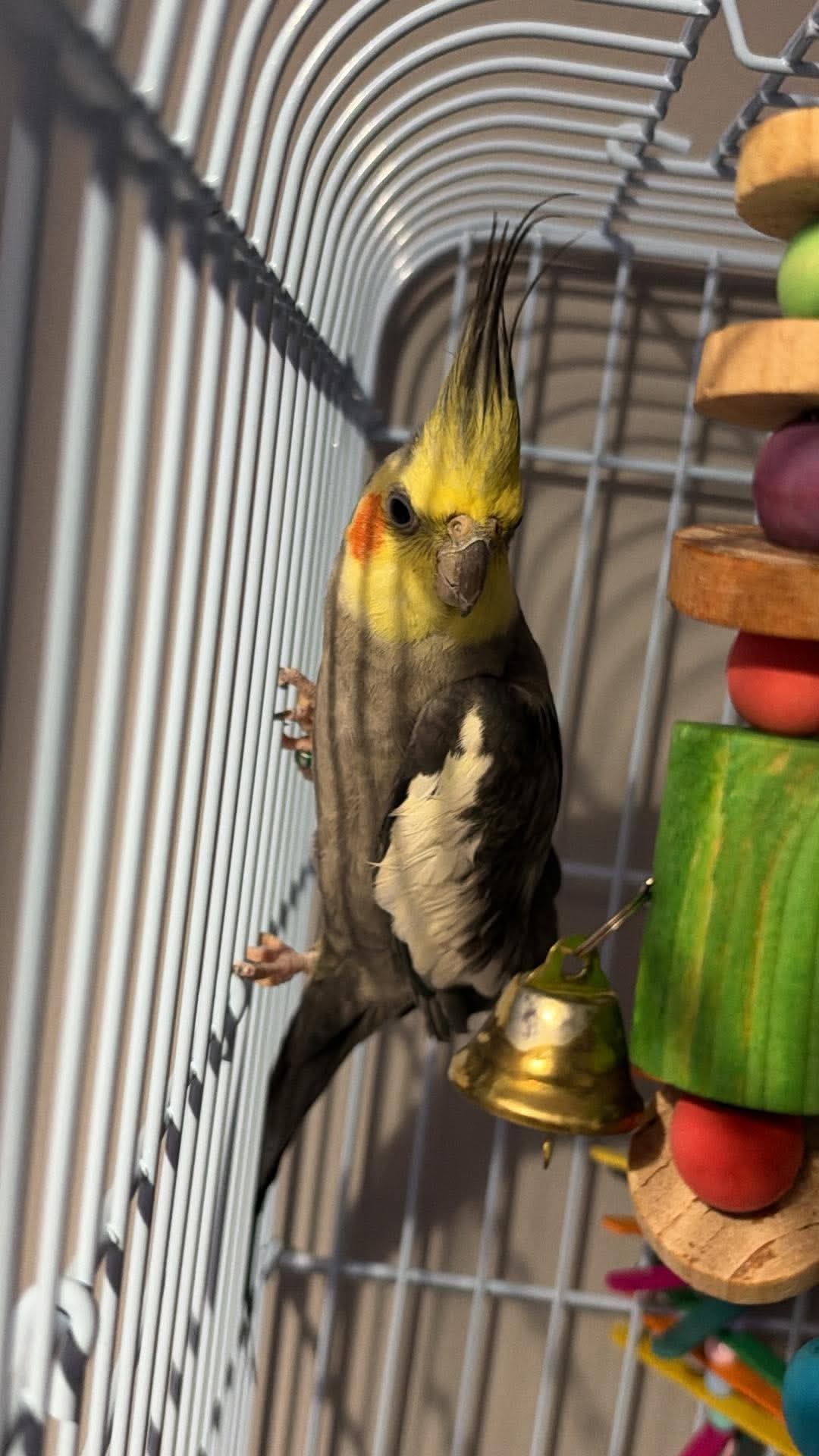 Bluey – happy, settled and thriving in his new home ❤️