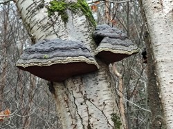 Sambourne Parish Council Wildlife sightings in Sambourne Parish