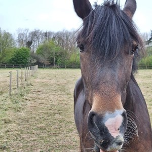 Louth & District Lions Lincolnshire Wolds RDA