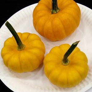 Mannings Heath & District Horticultural Society Summer Show 2025