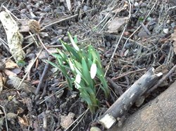 The First Snowdrops - Jan 15th 2023