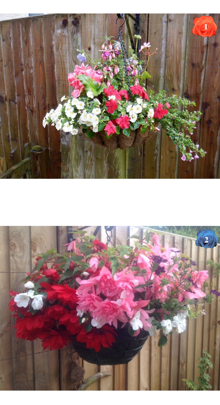 West Meon Garden Club YOUR FAVOURITE Hanging basket