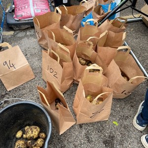 BISHOP MONKTON TODAY Great Potato Challenge 2025