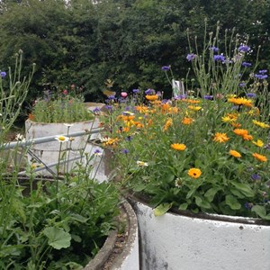 Planted with a mix of bee friendly annuals and wild flowers tey really looked beautiful all summer.