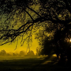 Tree in mist, photo by Andyh.photography, shared with permission