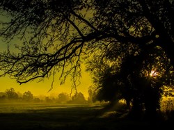 Tree in mist, photo by Andyh.photography, shared with permission