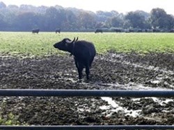 “This is my best side” – the Laverstoke Park buffalo herd. ©EH