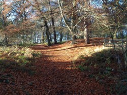 Beechwood walk