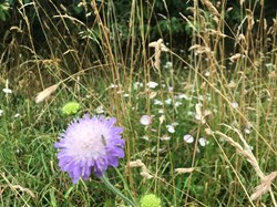 Sustainable Bourne Valley Lush Meadow